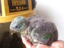 Eclectus roratus